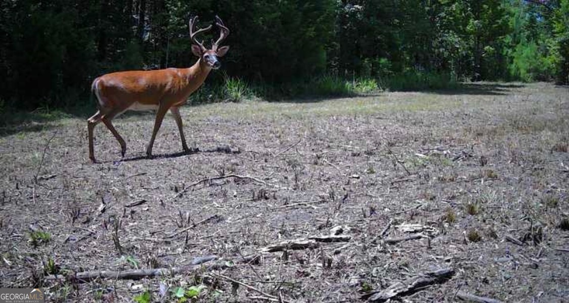 3873 Cove Road Woodbury, GA 30293 - Photo 76 of 78