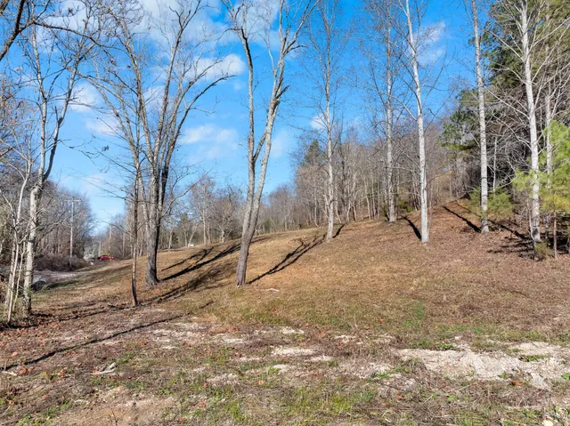 a view of a forest with trees