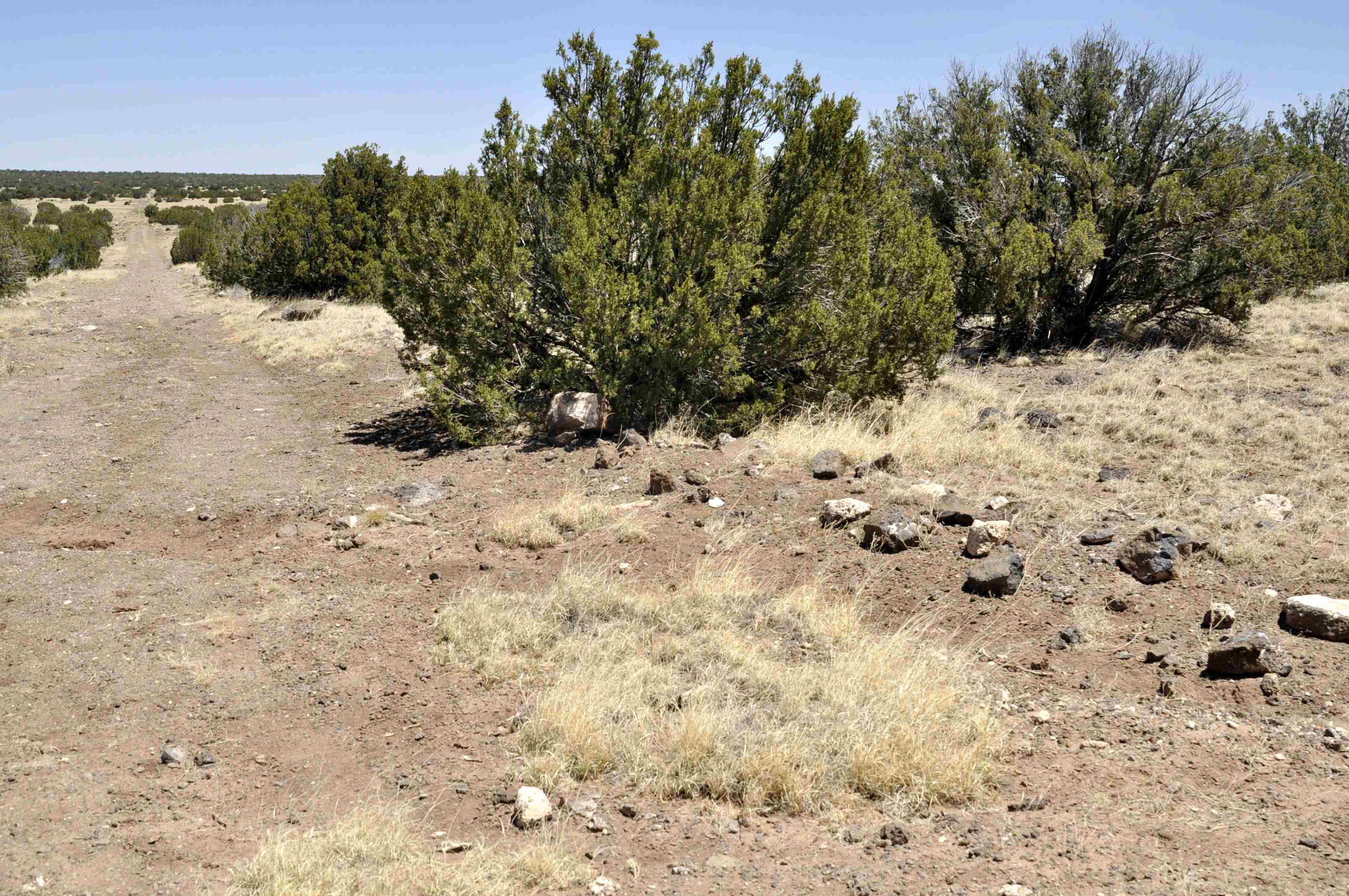 Lot 134 Pine Ridge Ranch, Unit 3 Concho, AZ 85924 - Photo 3 of 10