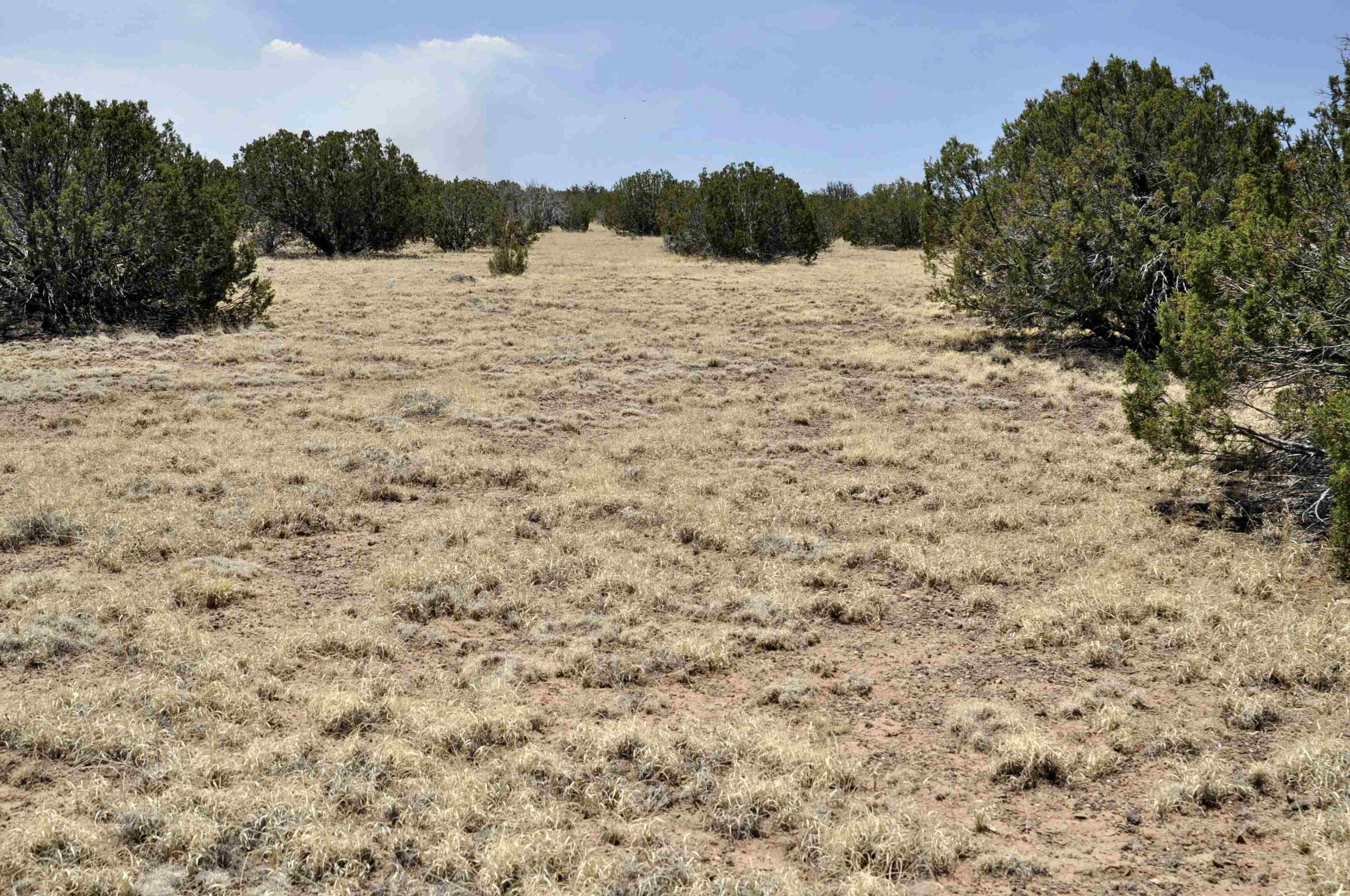 Lot 134 Pine Ridge Ranch, Unit 3 Concho, AZ 85924 - Photo 5 of 10