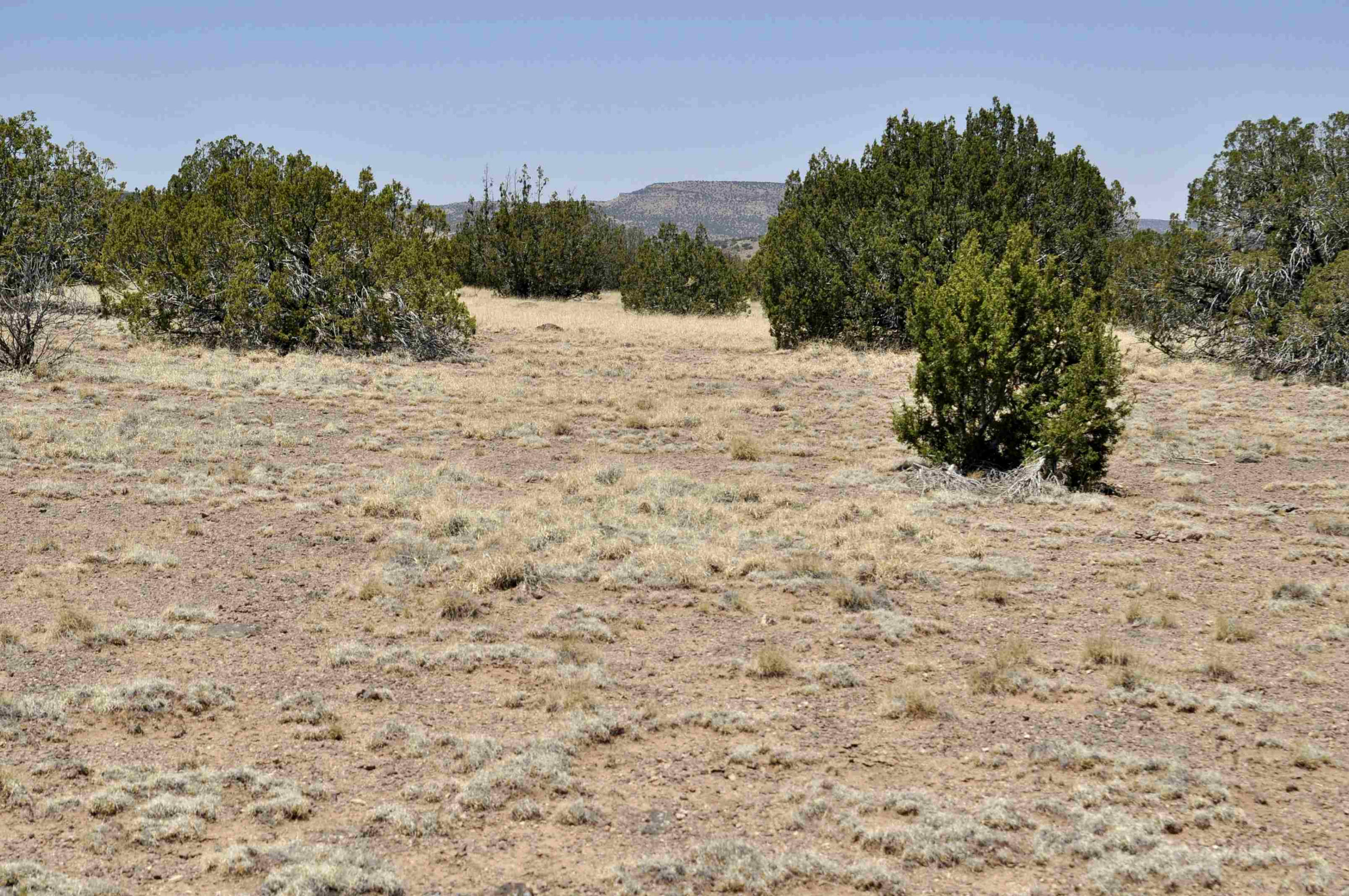Lot 134 Pine Ridge Ranch, Unit 3 Concho, AZ 85924 - Photo 6 of 10