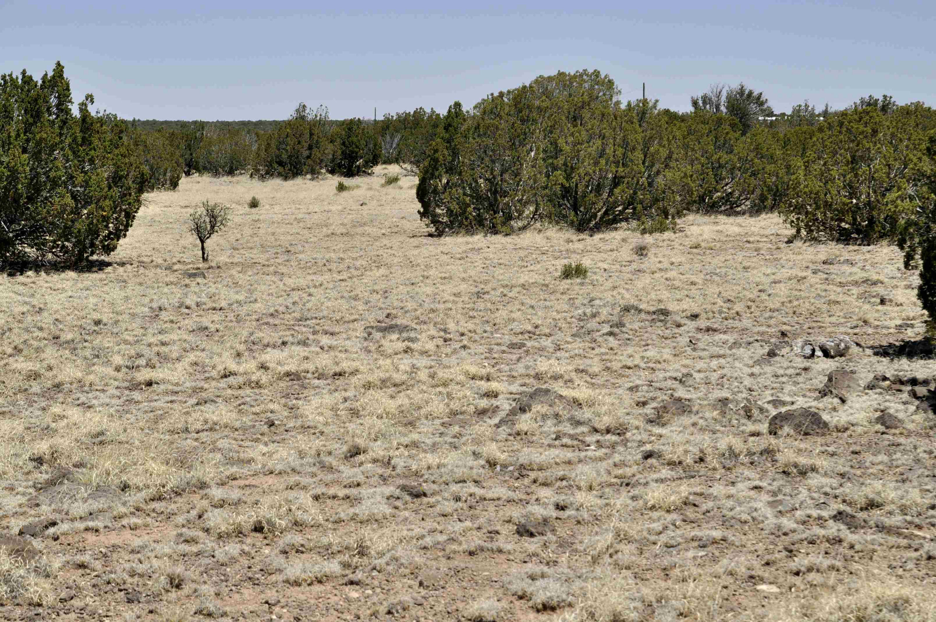 Lot 134 Pine Ridge Ranch, Unit 3 Concho, AZ 85924 - Photo 8 of 10