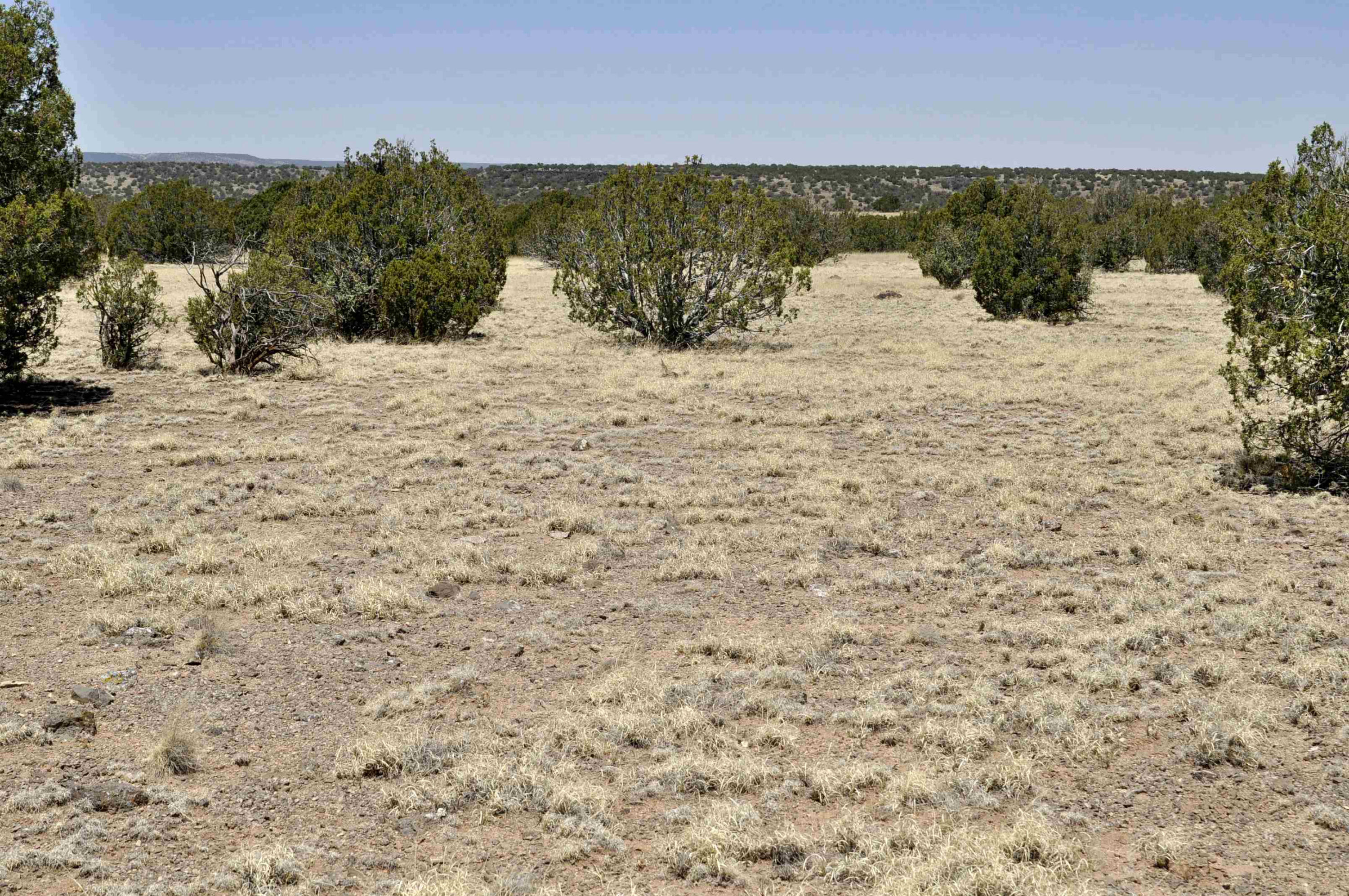 Lot 134 Pine Ridge Ranch, Unit 3 Concho, AZ 85924 - Photo 9 of 10