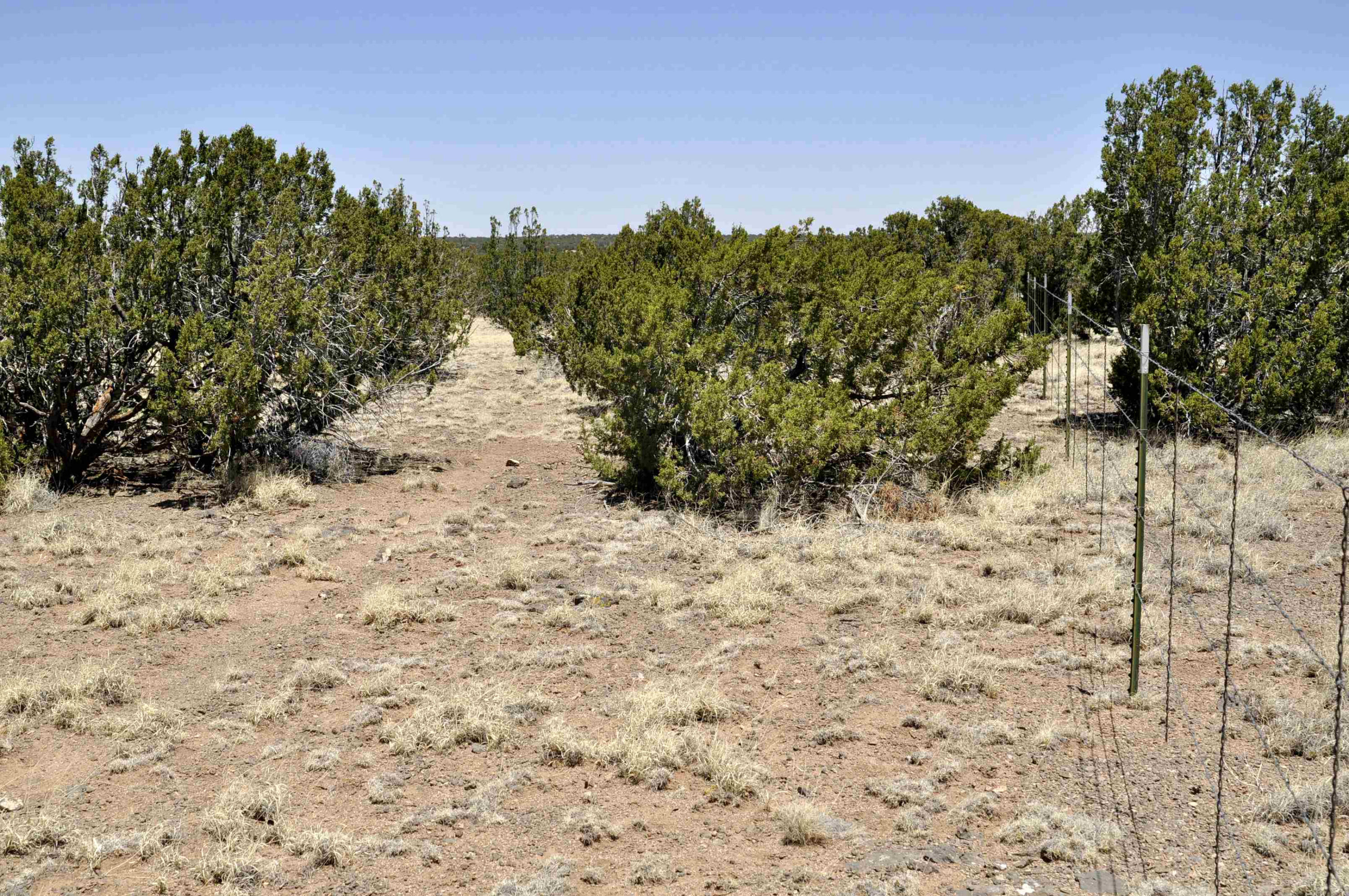 Lot 134 Pine Ridge Ranch, Unit 3 Concho, AZ 85924 - Photo 10 of 10