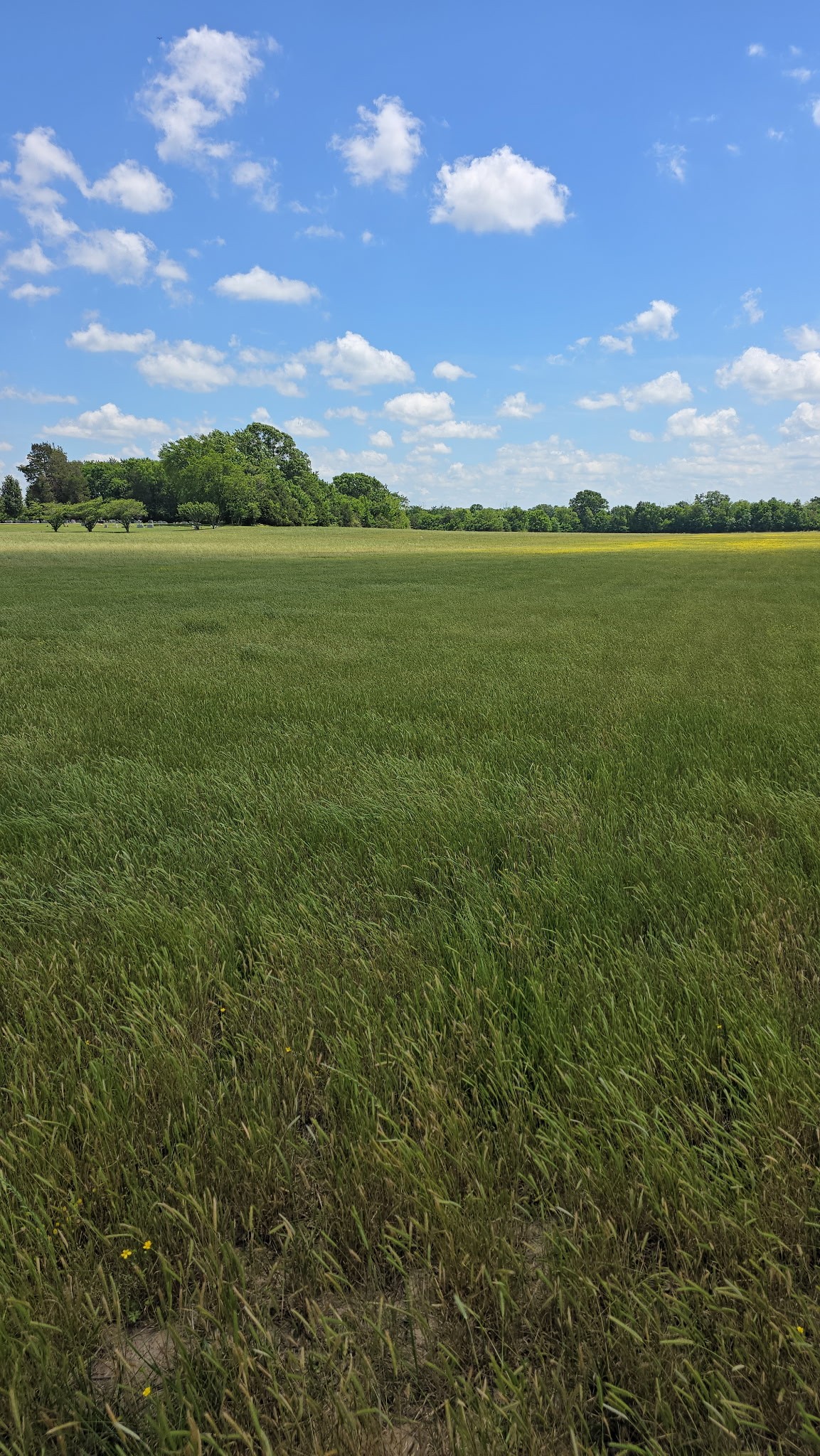 0 Shoemaker Road Eagleville, TN 37060 - Photo 6 of 17