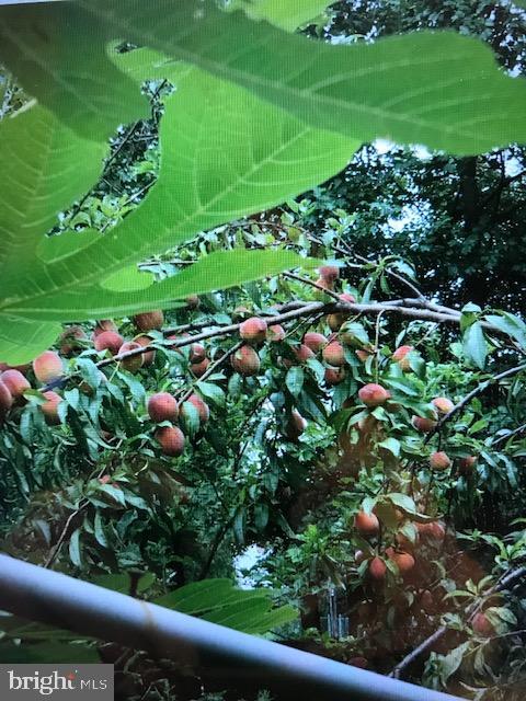 405 Byberry Road Philadelphia, PA 19116 - Photo 39 of 43 Apple Tree
