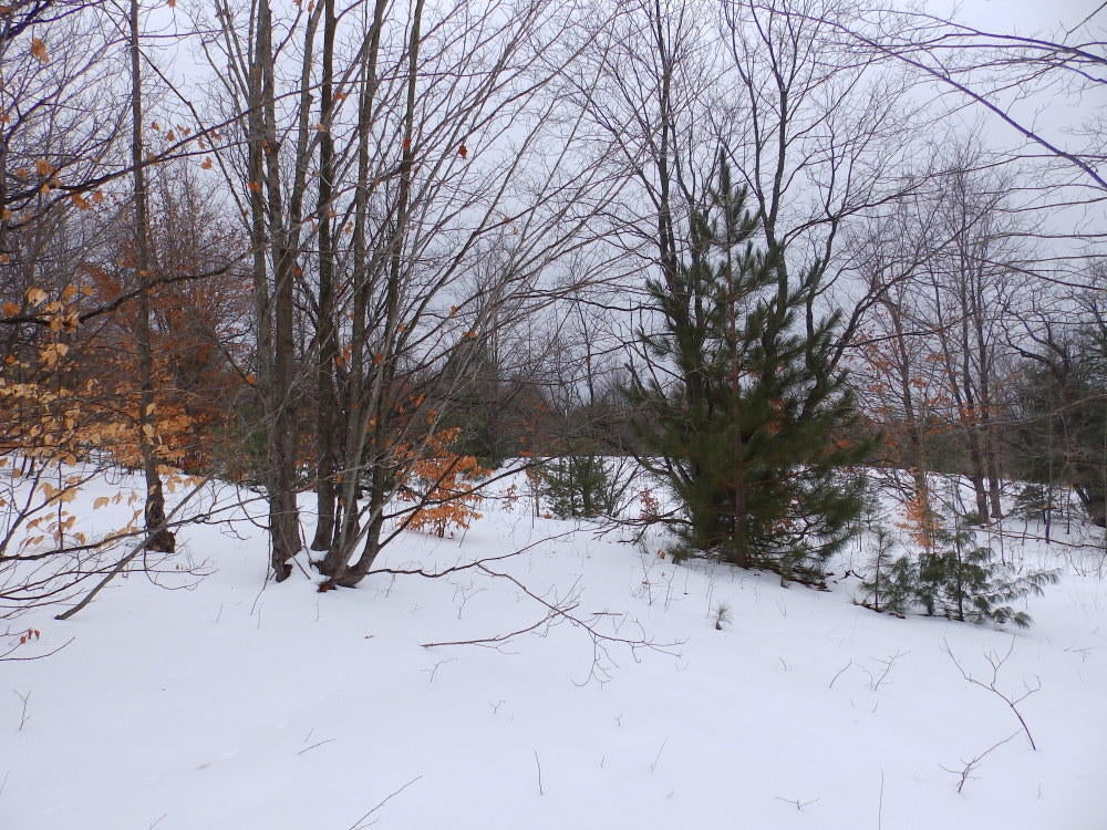 Keil Road Mancelona, MI 49659 - Photo 5 of 48 Gallery Image 5