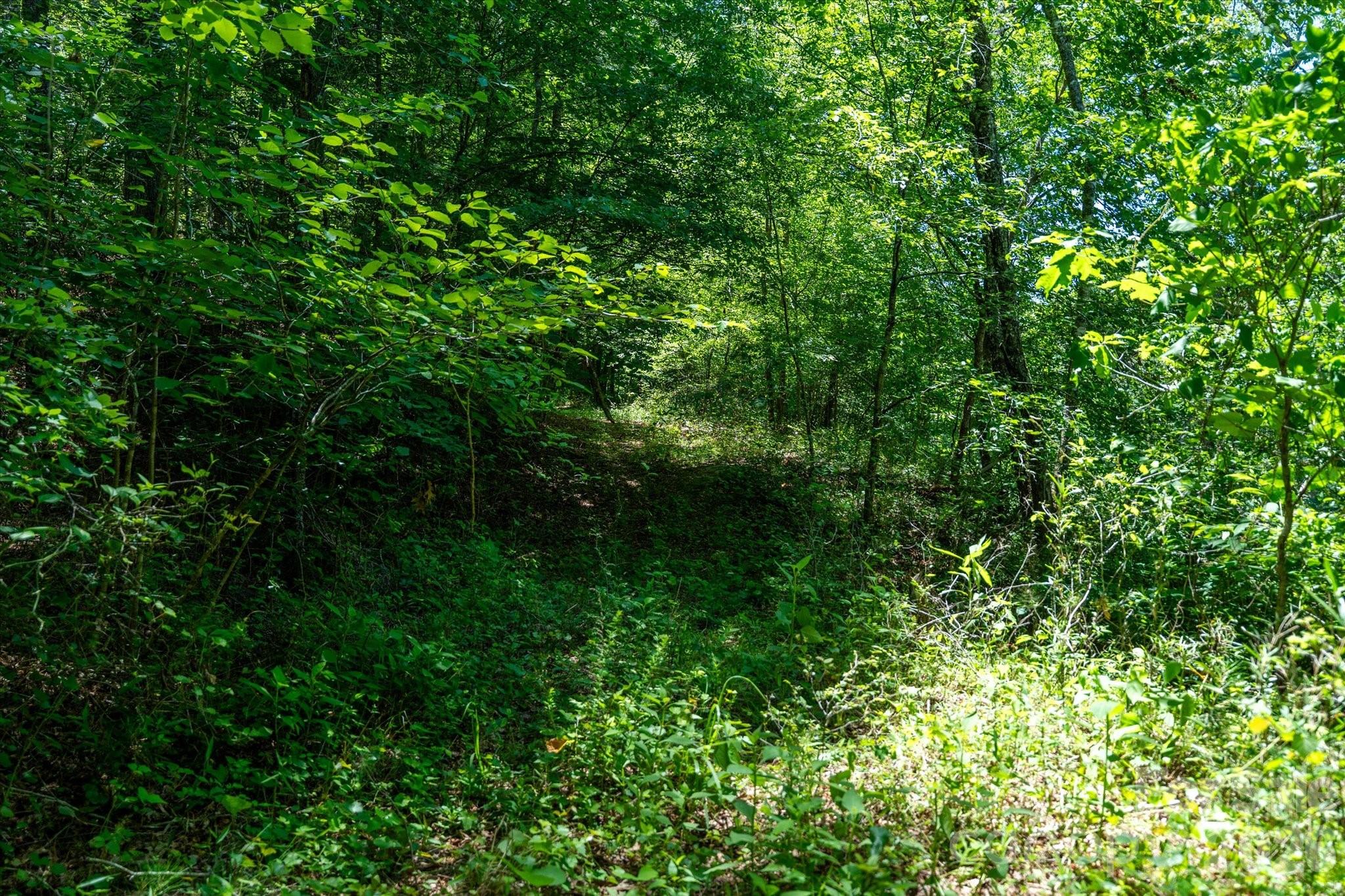 99999 Thompson Lake Road Rutherfordton, NC 28139 - Photo 16 of 24