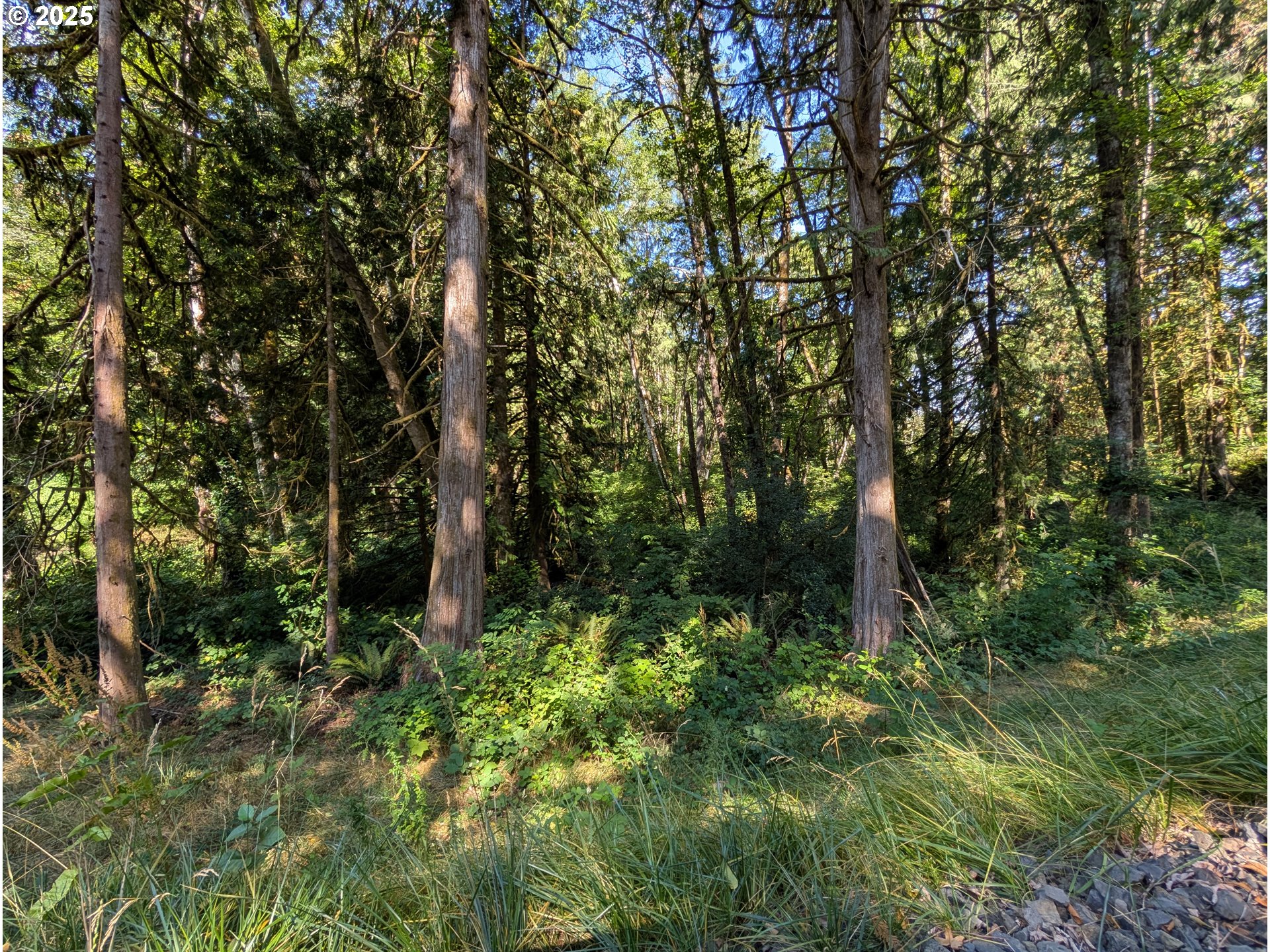 Northwest Cornelius Pass Road Portland, OR 97231 - Photo 8 of 16 a view of outdoor space and trees