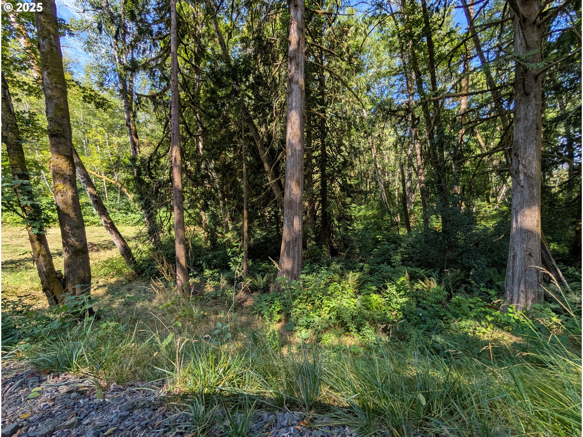 Northwest Cornelius Pass Road Portland, OR 97231 - Photo 9 of 16 a view of outdoor space and trees