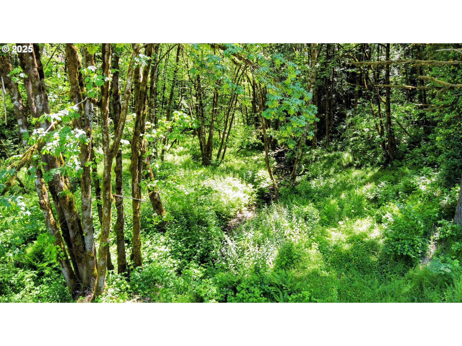 Northwest Cornelius Pass Road Portland, OR 97231 - Photo 10 of 16 a open area with trees in the background