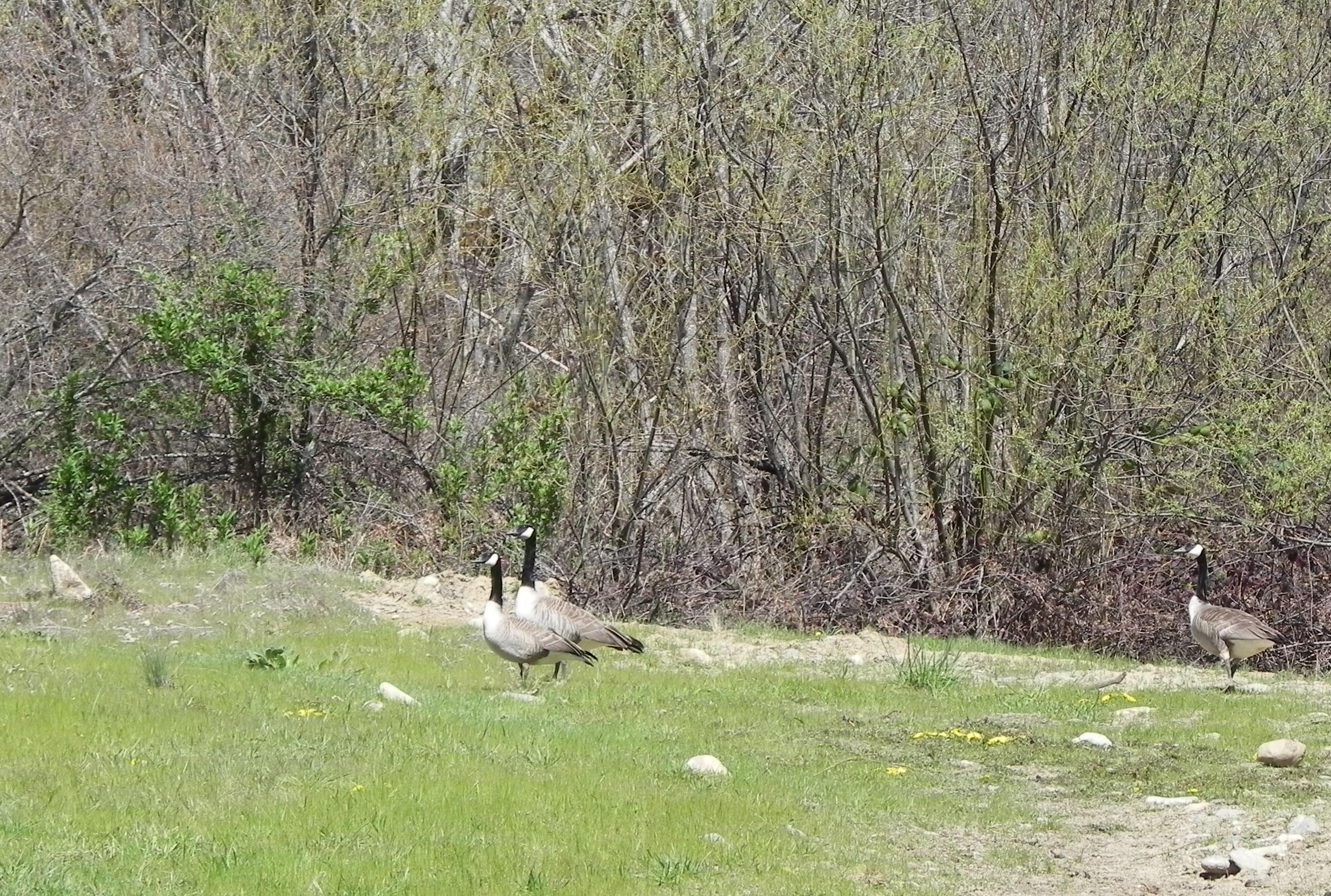 4334 Pleasant Creek Road Rogue River, OR 97537 - Photo 14 of 43 Wildlife down by the creek.