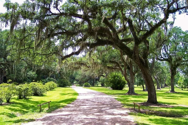 a view of a backyard with large trees
