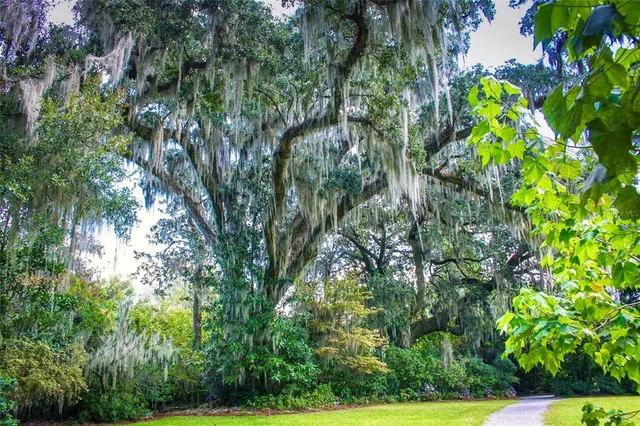 a backyard of a house with lots of trees