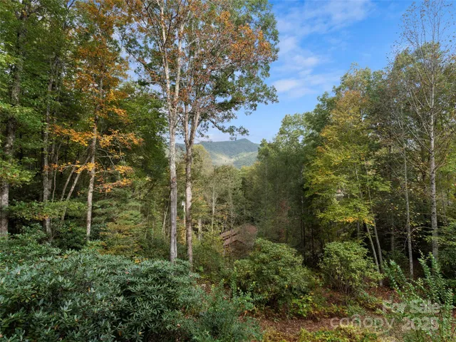 a view of a tree in a yard