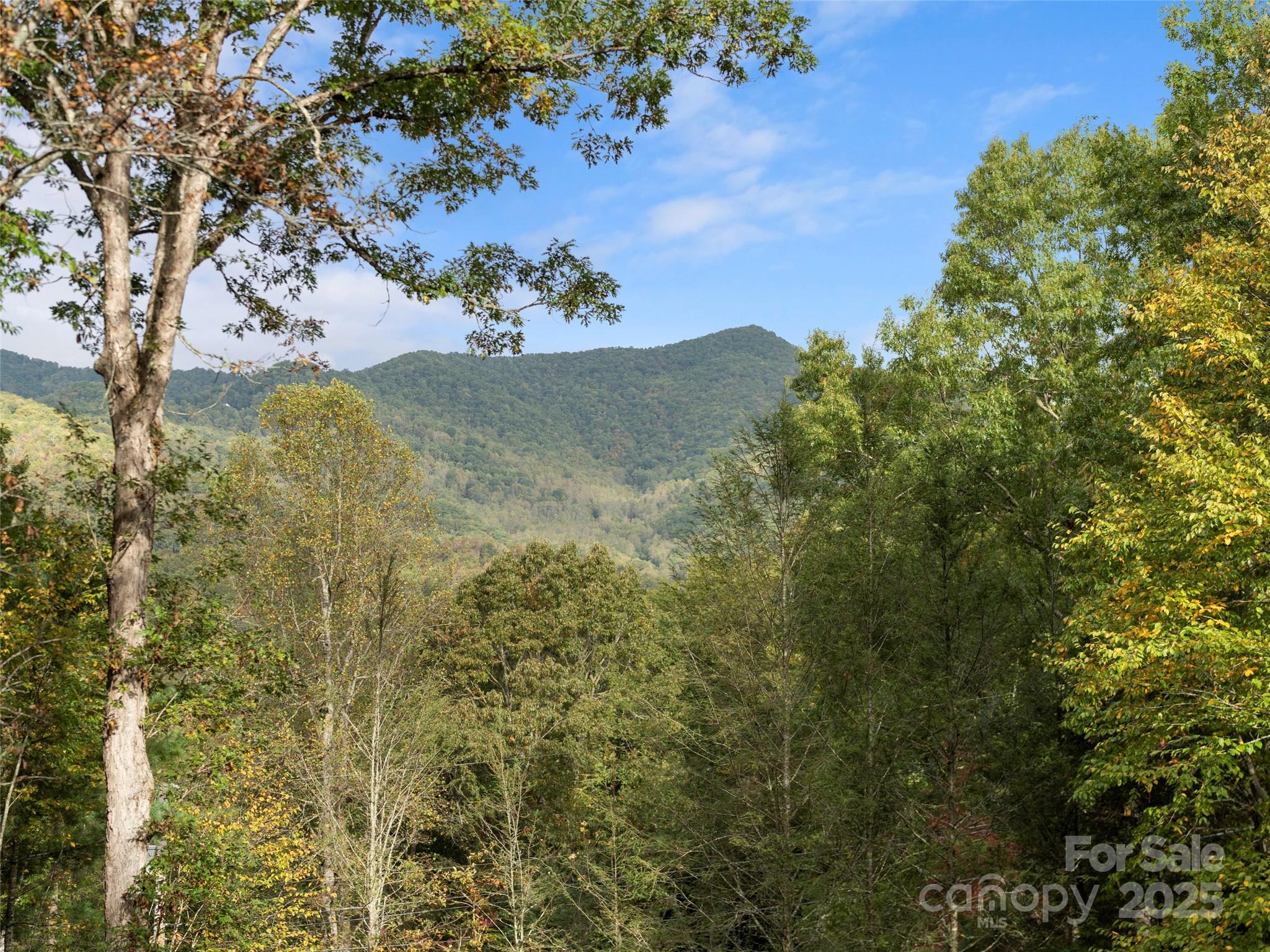 296 Ivy Ridge Circle Sylva, NC 28779 - Photo 41 of 42 a view of a tree in a yard