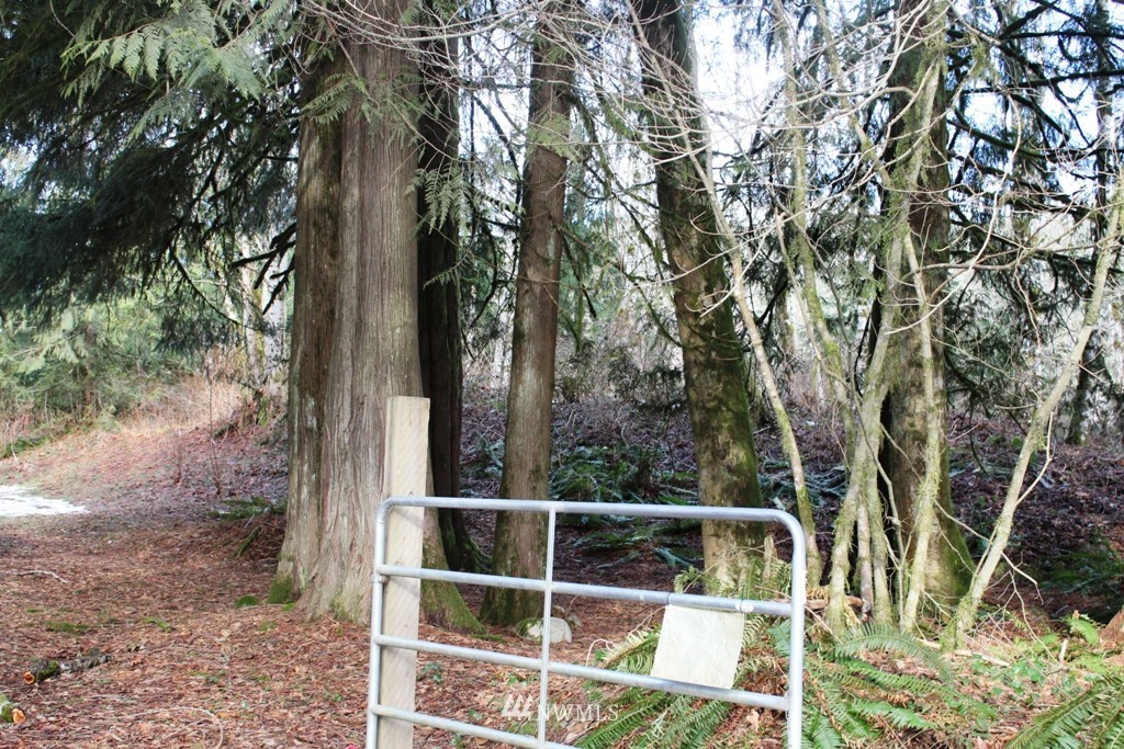 51419 North Riverside Road Gold Bar, WA 98251 - Photo 20 of 24 a view of a yard with large trees