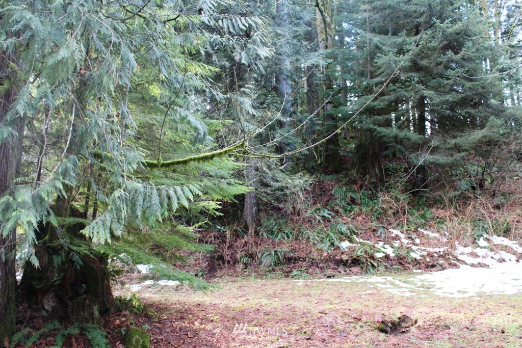 51419 North Riverside Road Gold Bar, WA 98251 - Photo 4 of 24 a backyard of a house with lots of trees