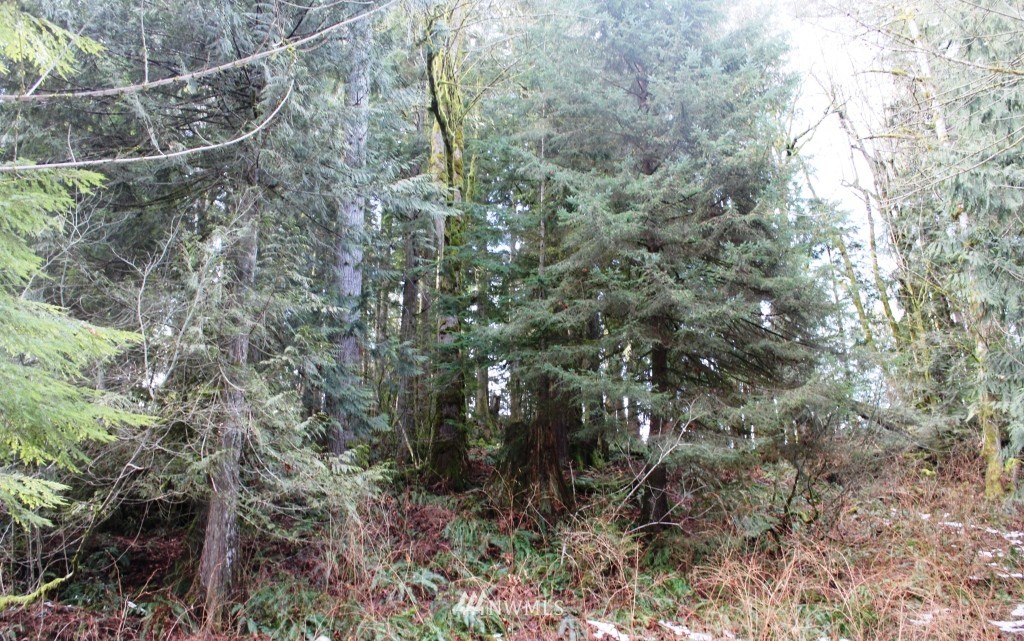 51419 North Riverside Road Gold Bar, WA 98251 - Photo 6 of 24 a view of a forest with a tree