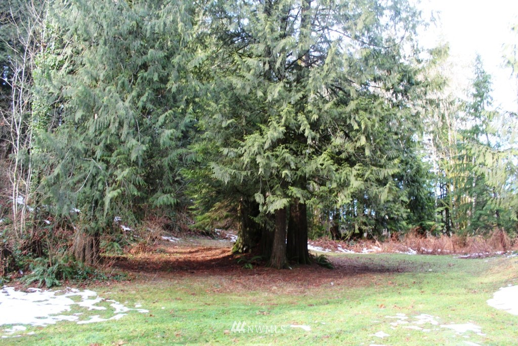 51419 North Riverside Road Gold Bar, WA 98251 - Photo 8 of 24 a view of a yard with a tree