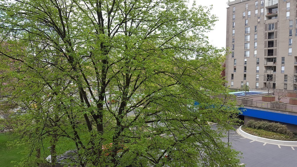 44 Washington Street, Unit 411 Brookline, MA 02445 - Photo 11 of 23 a view of a green field with trees in front of it