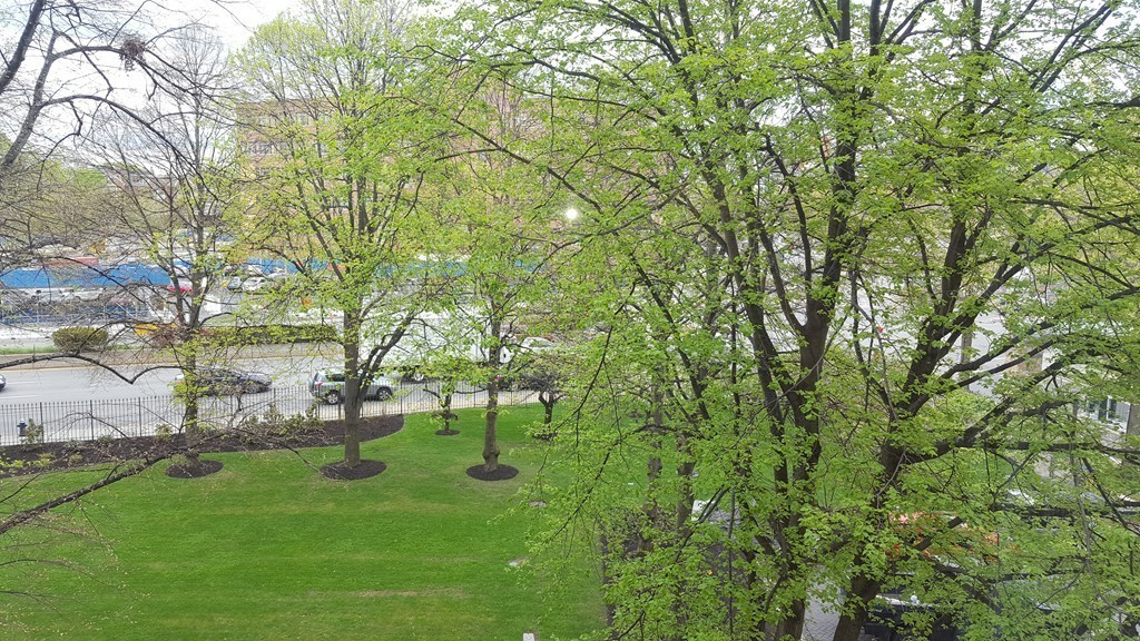 44 Washington Street, Unit 411 Brookline, MA 02445 - Photo 10 of 23 a view of a big yard with large trees