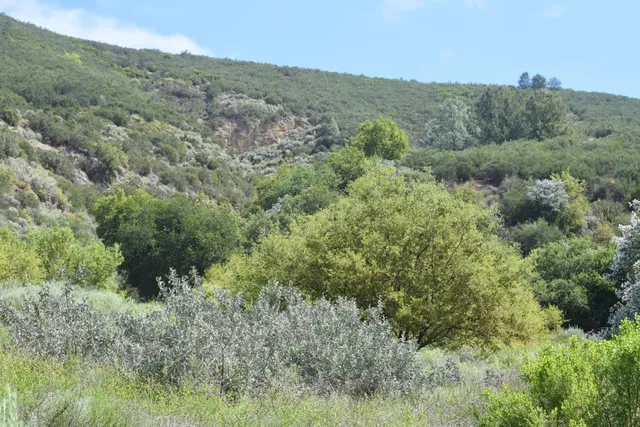 a view of a lush green forest with lush green forest