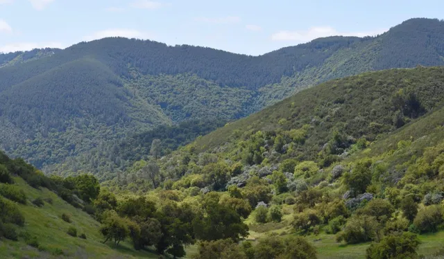 a view of a mountain range with trees
