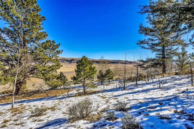 a tree in the middle of a yard