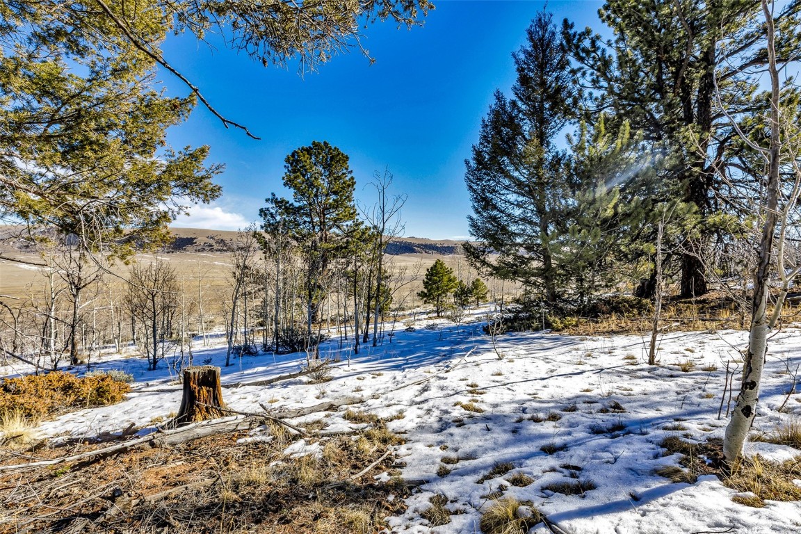2996 Redhill Road Fairplay, CO 80440 - Photo 24 of 48 a tree in the middle of a yard