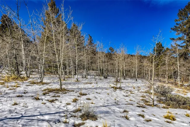 a view of a large yard with lots of trees