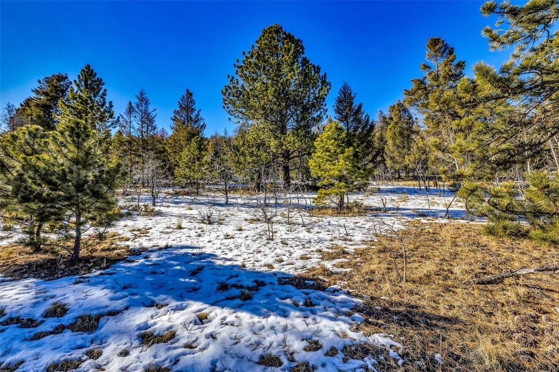 2996 Redhill Road Fairplay, CO 80440 - Photo 8 of 48 a view of outdoor space with trees