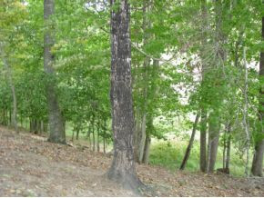 0 Richvalley Road Bristol, VA 24202 - Photo 3 of 11 Photo 3