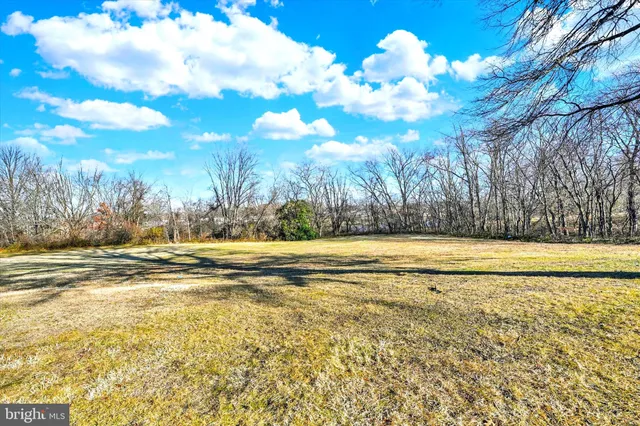 a view of large trees