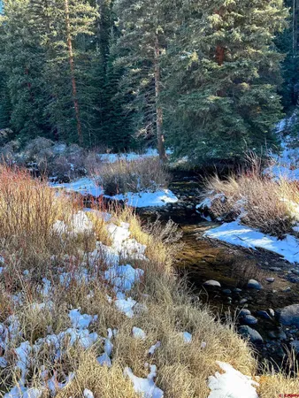 a view of a tree in a field with a tree in the background