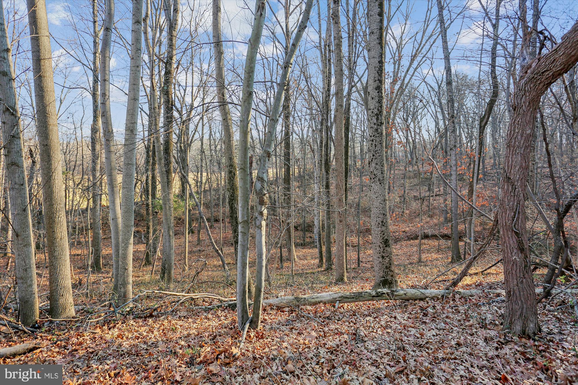 22820 Shiloh Church Road Boyds, MD 20841 - Photo 39 of 42 Serene woodland retreat in autumn hues.