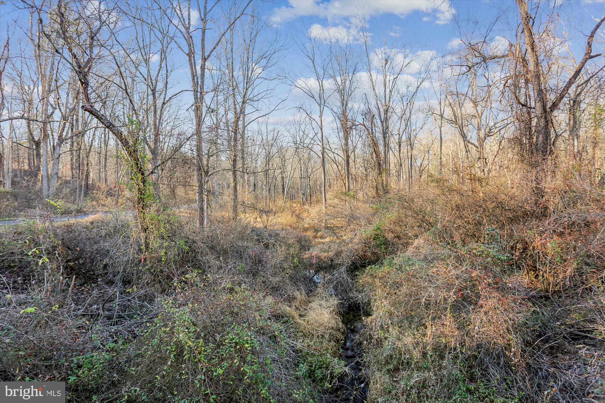 22820 Shiloh Church Road Boyds, MD 20841 - Photo 41 of 42 Serene woodland landscape in early spring.