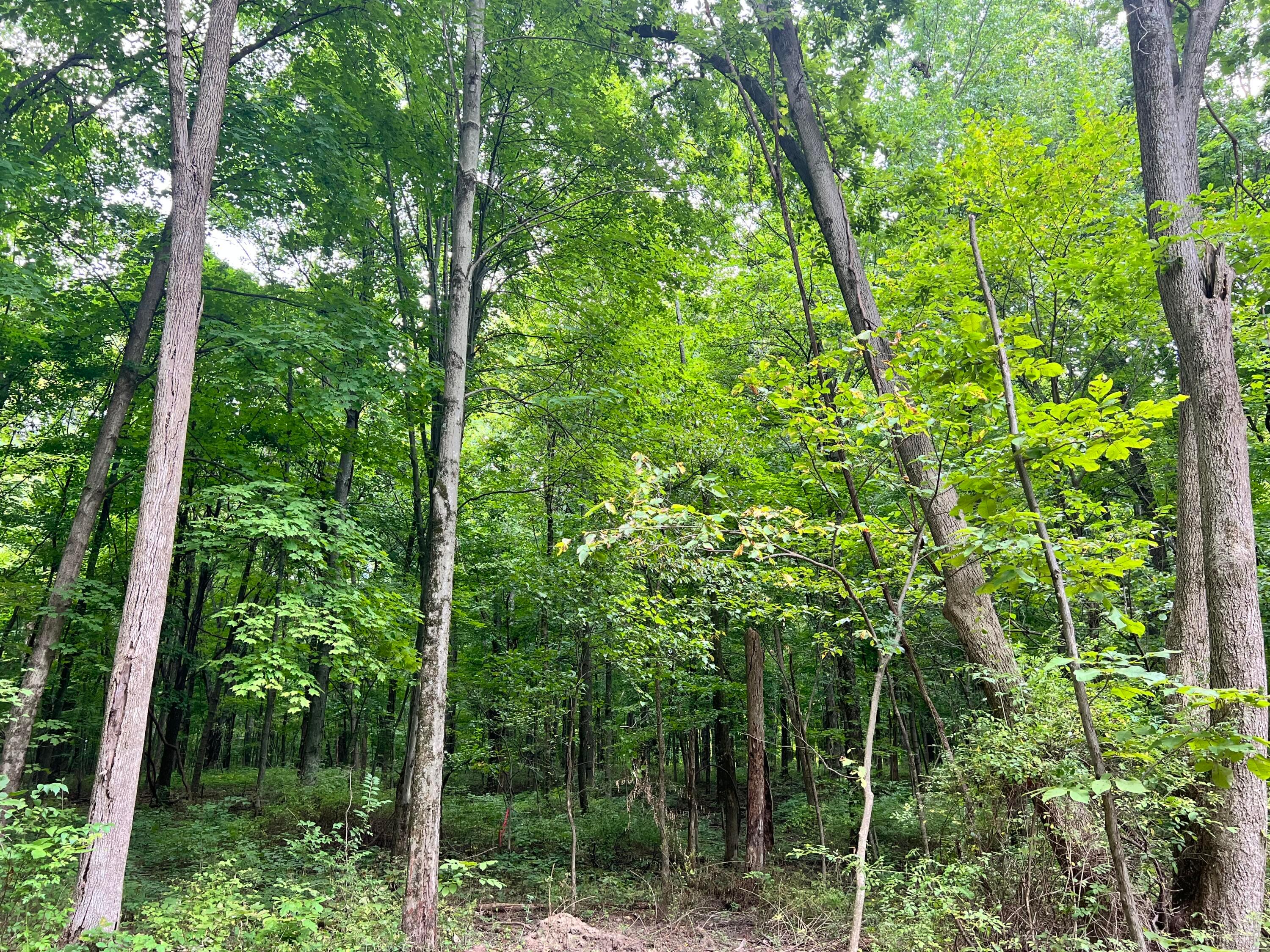 Lot 5 Royalton Road Southwest Lancaster, OH 43130 - Photo 3 of 12 10.07 Wooded Acres