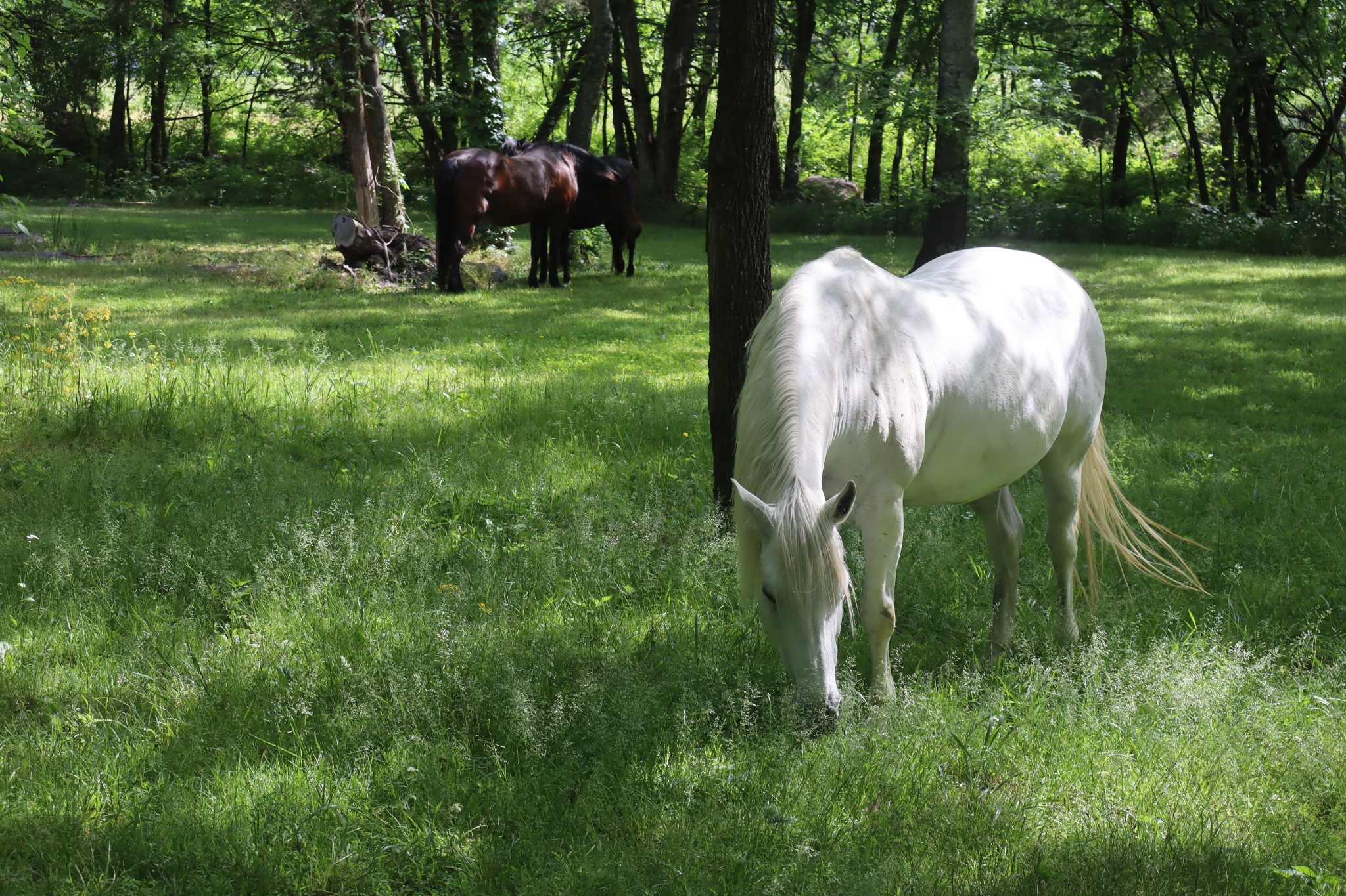 642 Beach Bottom Road Watertown, TN 37184 - Photo 94 of 95