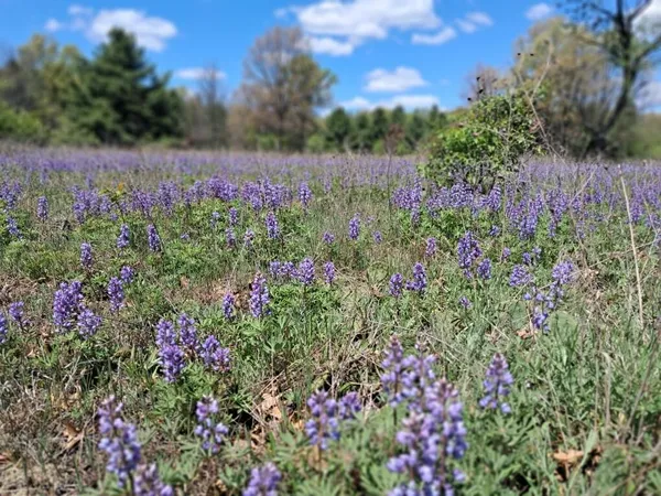 $193,000 | 12.86-ac Barberry Avenue, Newaygo, MI 49337