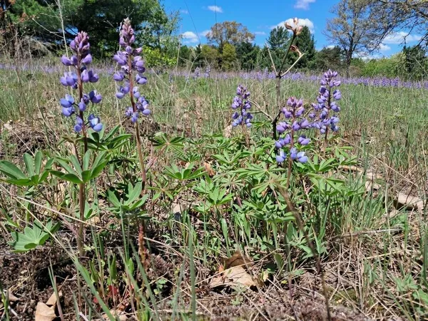 $193,000 | 12.86-ac Barberry Avenue, Newaygo, MI 49337
