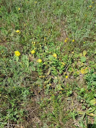 $193,000 | 12.86-ac Barberry Avenue, Newaygo, MI 49337