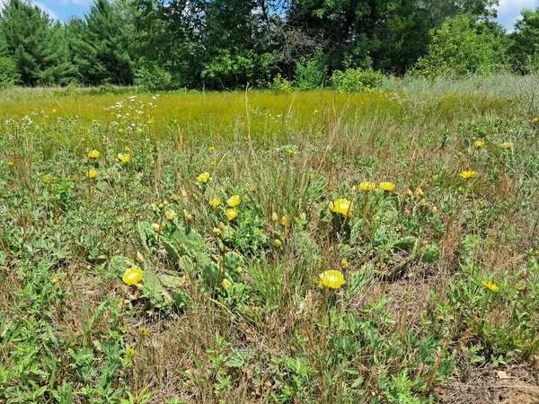 $193,000 | 12.86-ac Barberry Avenue, Newaygo, MI 49337