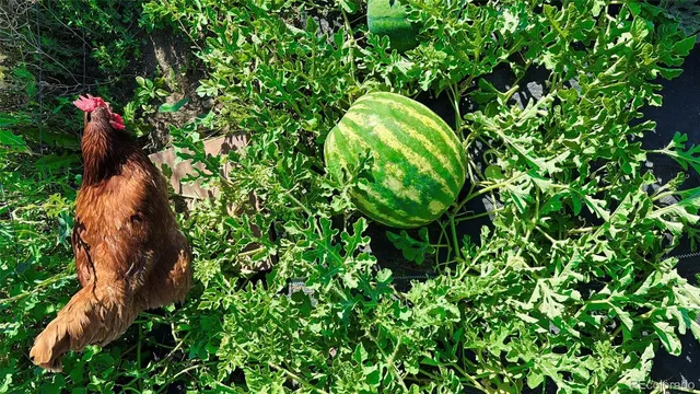 $779,000 | 1891 South Quebec Way, Denver, CO 80231