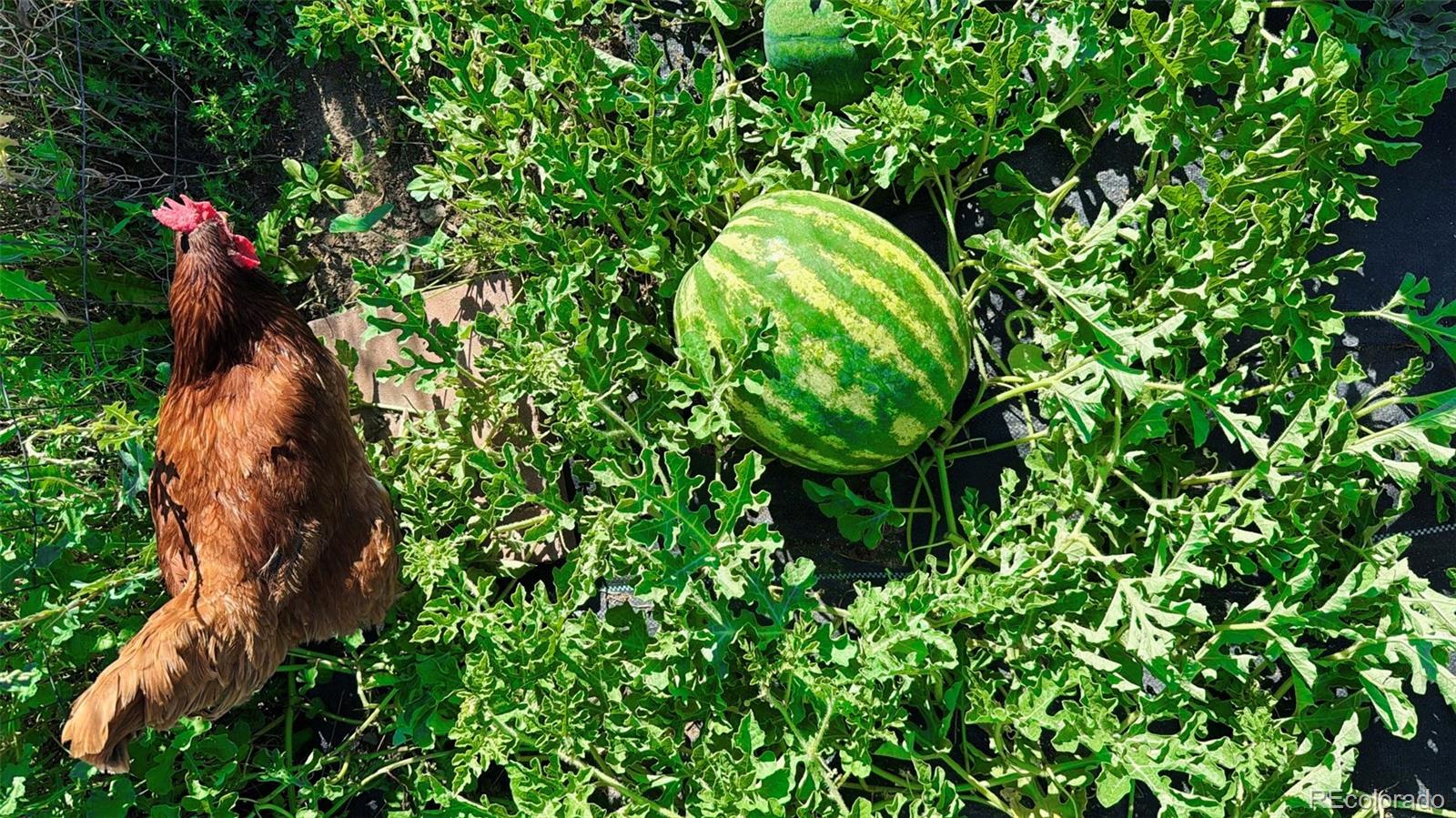 1891 South Quebec Way Denver, CO 80231 - Photo 32 of 35