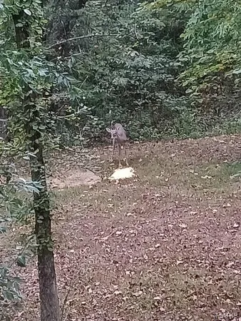 $85,000 | Tbd Tbd Whitacre Run, Salem, MO 65560