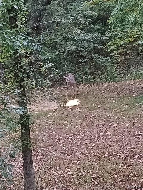 Tbd Tbd Whitacre Run Salem, MO 65560 - Photo 5 of 25