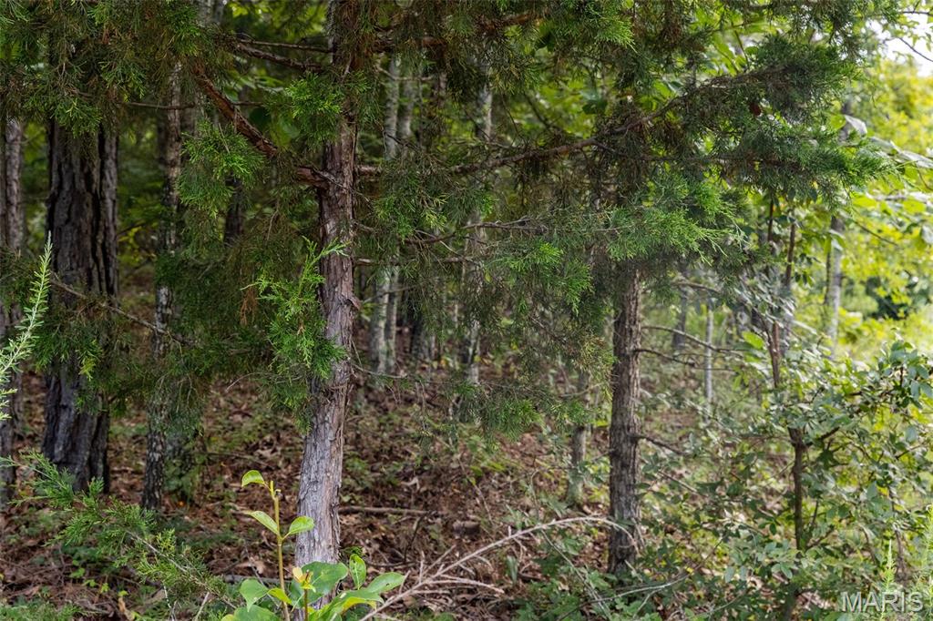 Tbd Tbd Whitacre Run Salem, MO 65560 - Photo 7 of 25