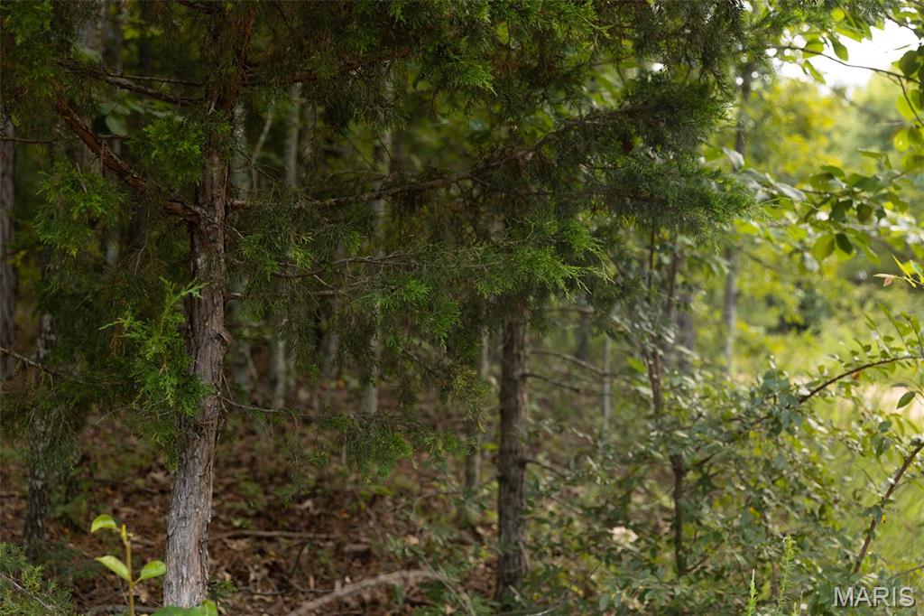 Tbd Tbd Whitacre Run Salem, MO 65560 - Photo 8 of 25