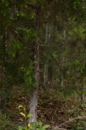 $85,000 | Tbd Tbd Whitacre Run, Salem, MO 65560